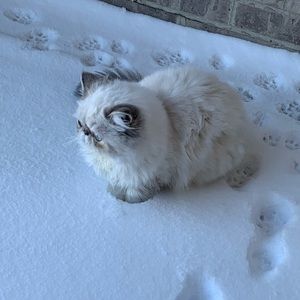 Meet your Posher, Isabel